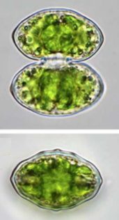 Cosmarium pseudoprotuberans